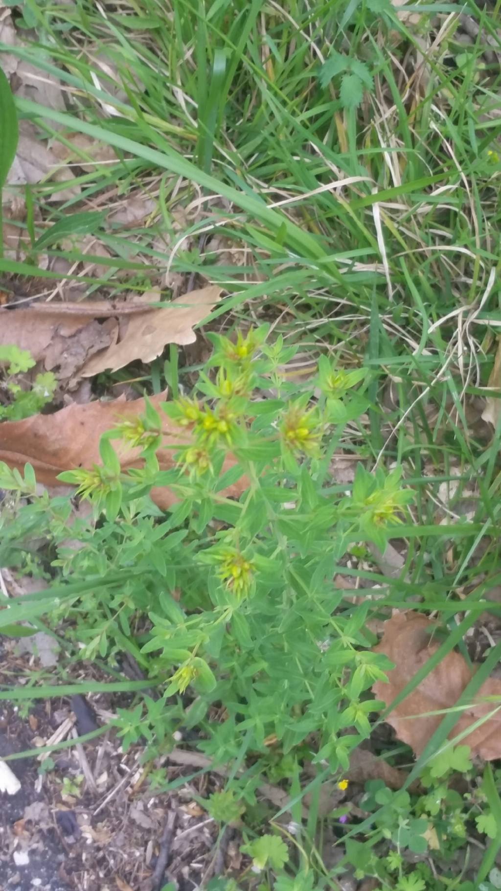 Hypericum perforatum (Hypericaceae)